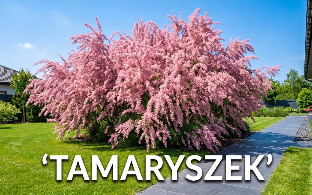 Tamaryszek: kompleksowy przewodnik po uprawie, cięciu i pielęgnacji