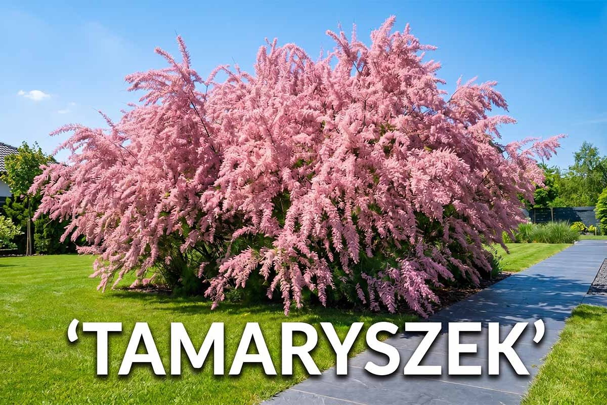 Tamaryszek: kompleksowy przewodnik po uprawie, cięciu i pielęgnacji