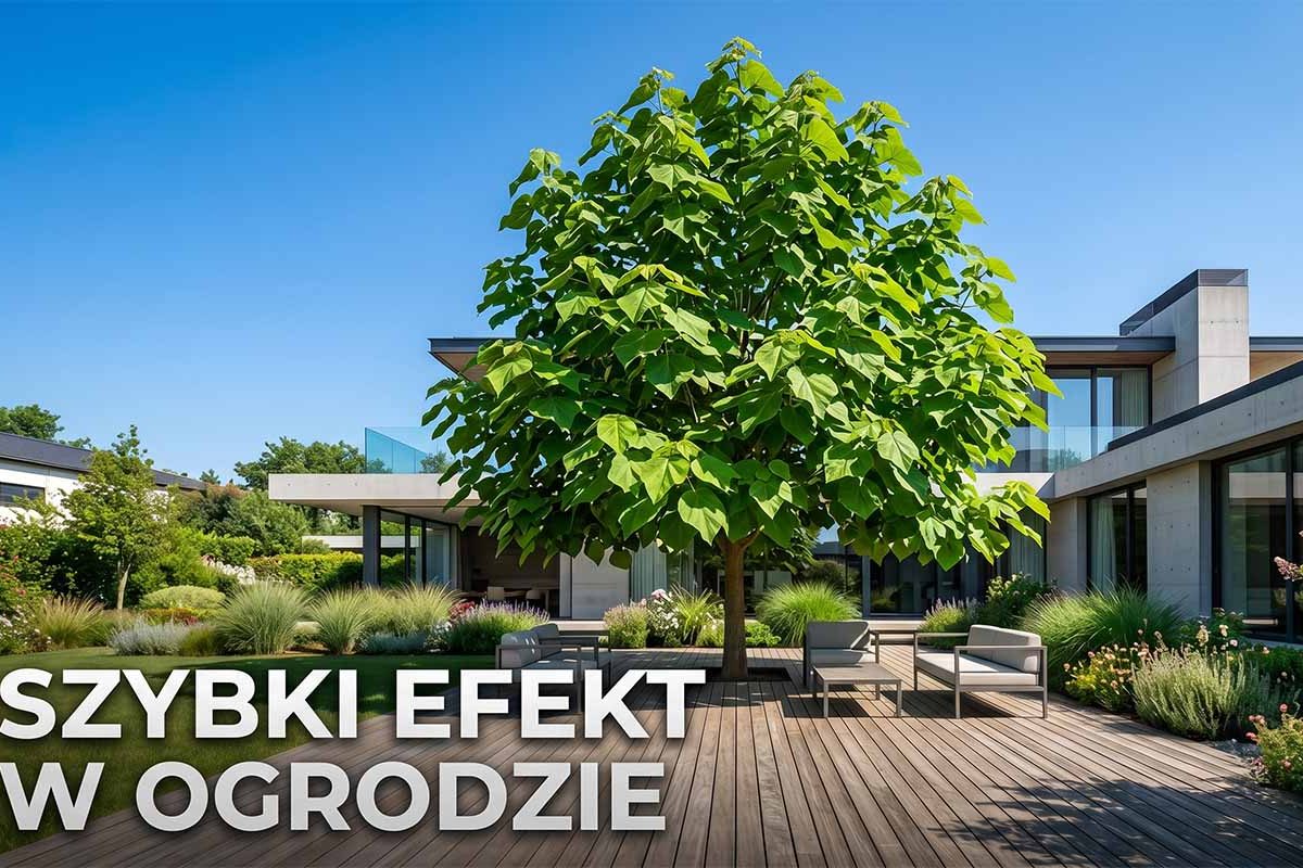 Drzewa ozdobne szybko rosnące — Twój przewodnik po najlepszych gatunkach