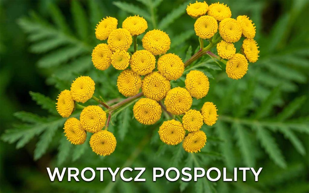 Wrotycz pospolity – botaniczna tarcza ochronna w Twoim ogrodzie
