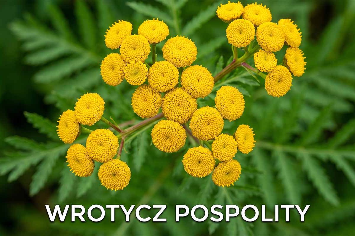 Wrotycz pospolity – botaniczna tarcza ochronna w Twoim ogrodzie