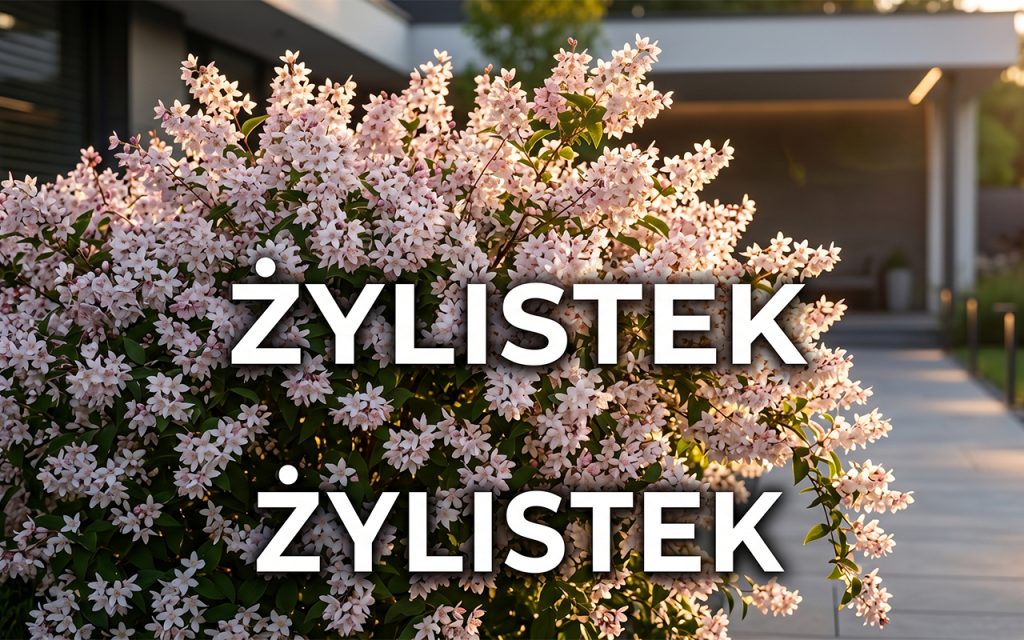 Żylistek (Deutzia): Kompleksowy poradnik uprawy i cięcia krzewu