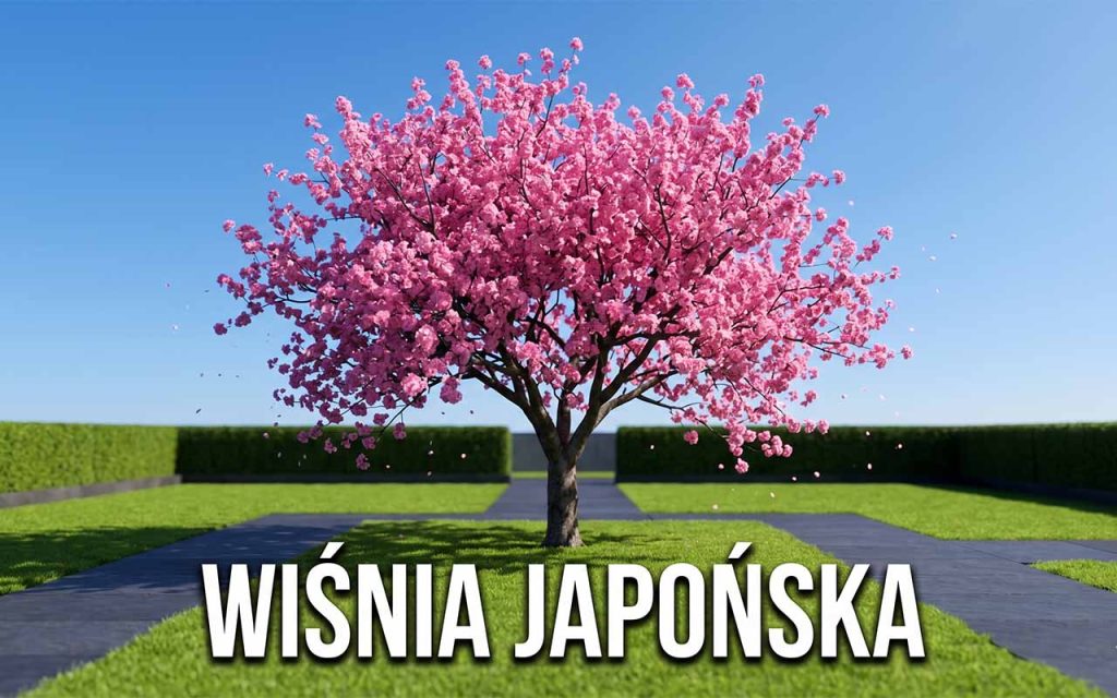 Wiśnia japońska (piłkowana) – kompleksowy przewodnik po uprawie, cięciu i odmianach