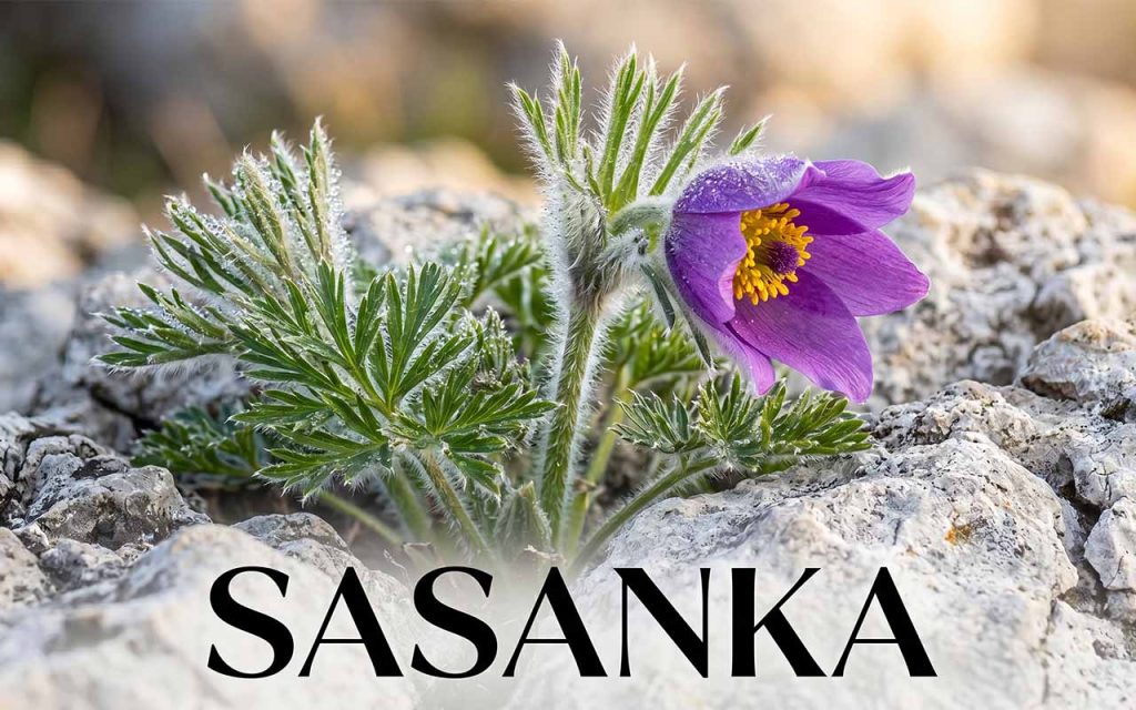Sasanka (Pulsatilla) w ogrodzie: Kompleksowy poradnik uprawy byliny