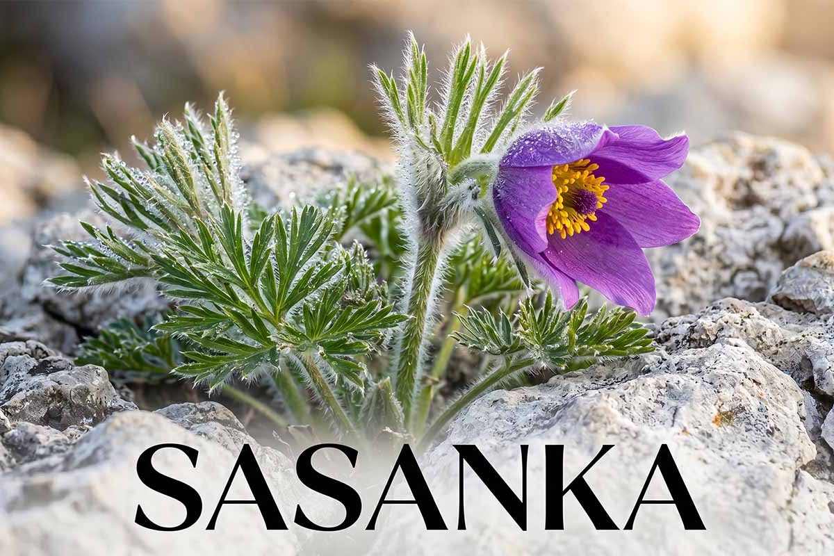 Sasanka (Pulsatilla) w ogrodzie: Kompleksowy poradnik uprawy byliny