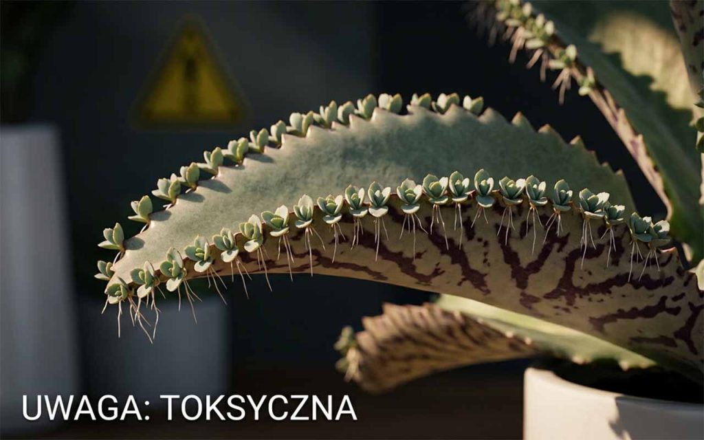 Żyworódka Daigremonta – Kompletny Poradnik Uprawy i Pielęgnacji