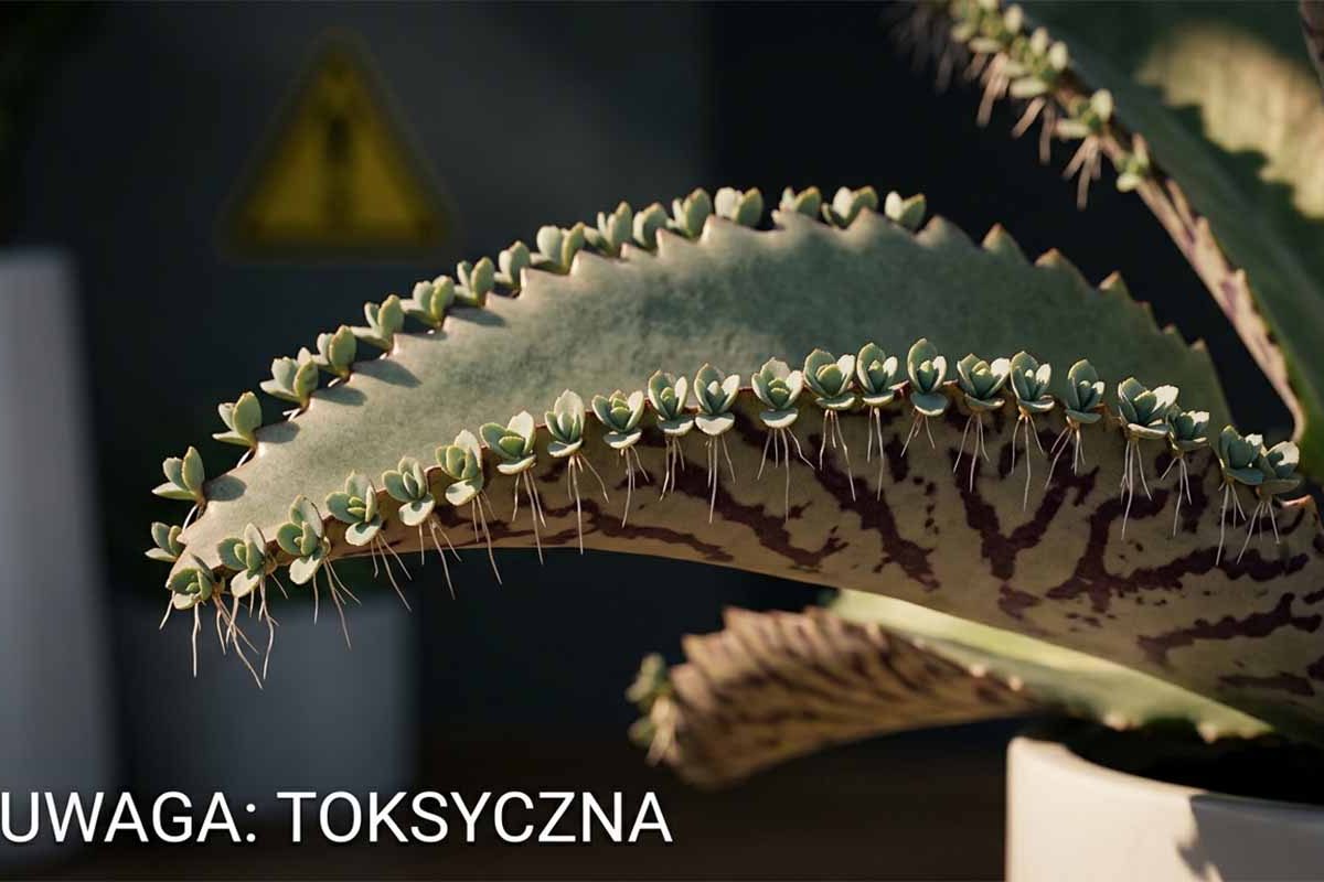 Żyworódka Daigremonta – Kompletny Poradnik Uprawy i Pielęgnacji
