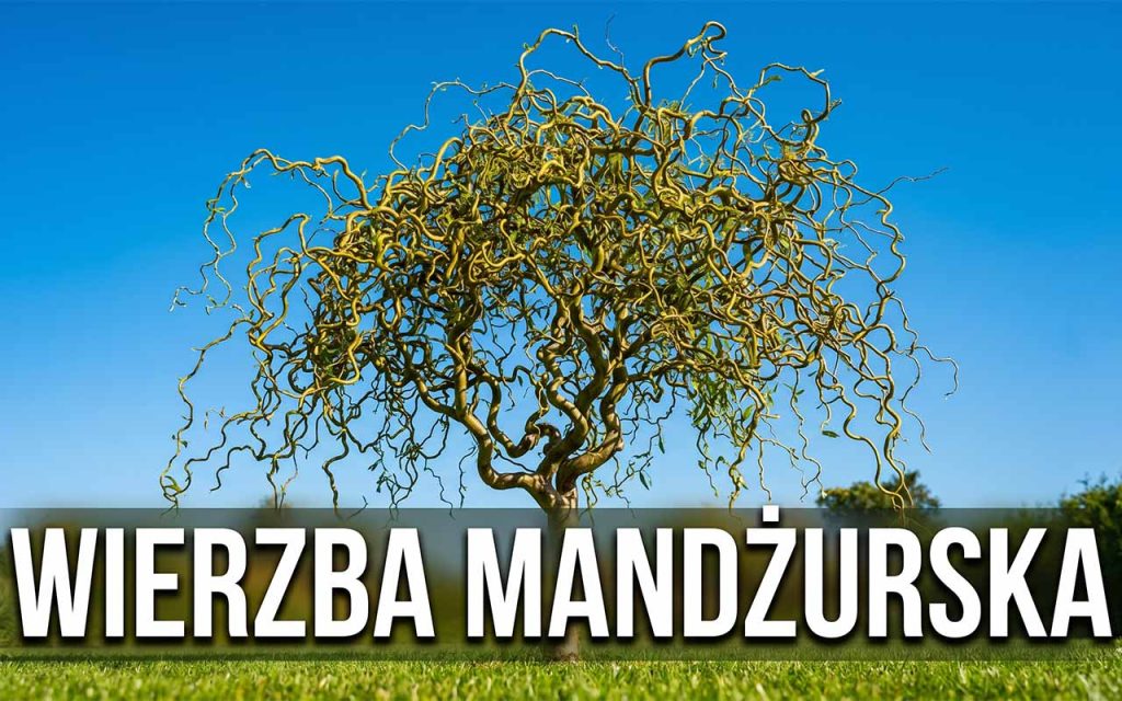 Wierzba mandżurska: kompleksowy przewodnik po uprawie, cięciu i rozmnażaniu