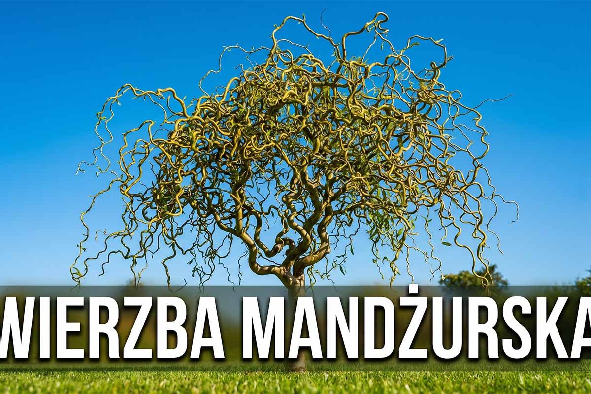 Wierzba mandżurska: kompleksowy przewodnik po uprawie, cięciu i rozmnażaniu