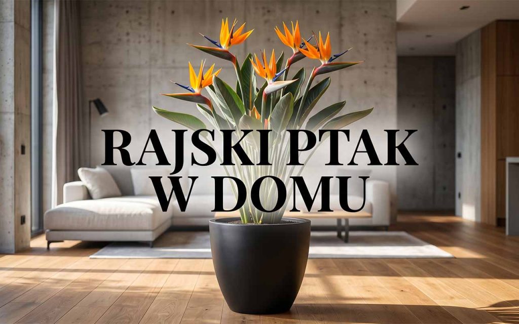 Strelicja królewska (rajski ptak): Profesjonalna uprawa