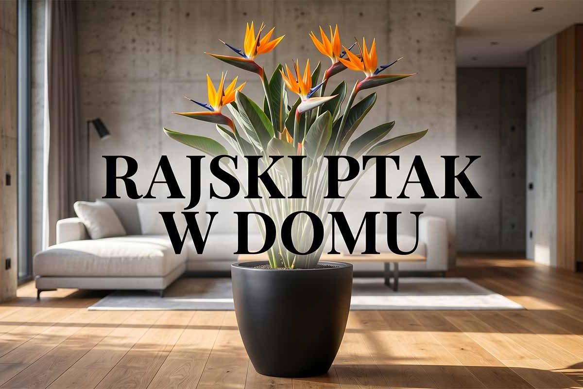 Strelicja królewska (rajski ptak): Profesjonalna uprawa