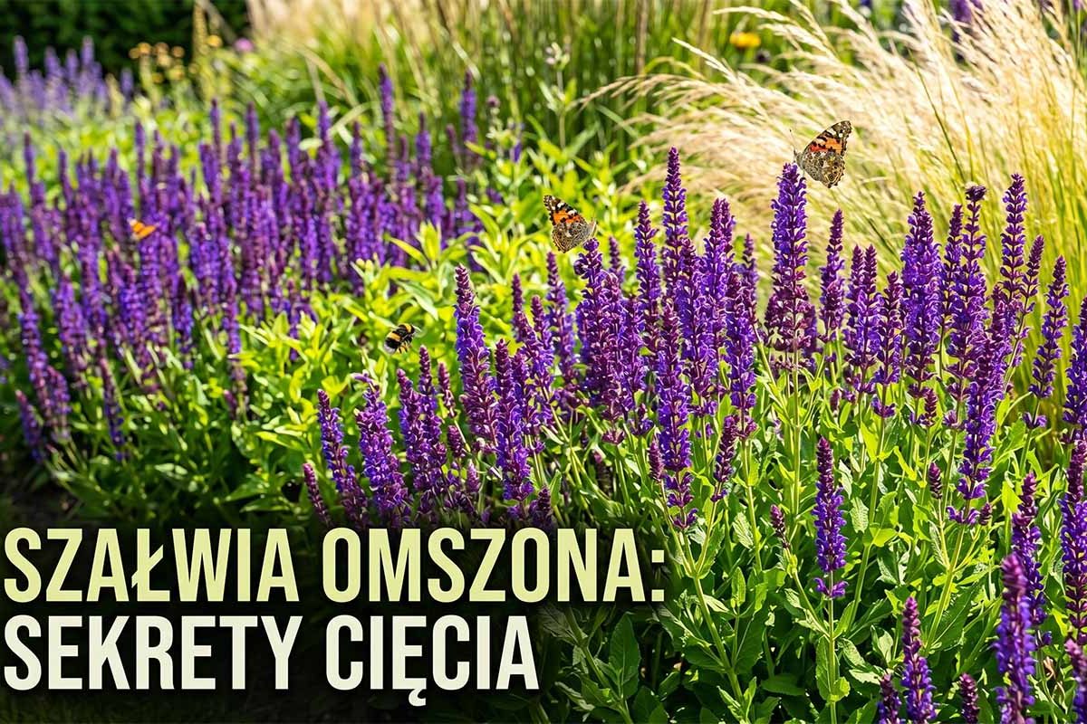 Szałwia omszona przycinanie: Harmonogram cięcia i uprawy byliny