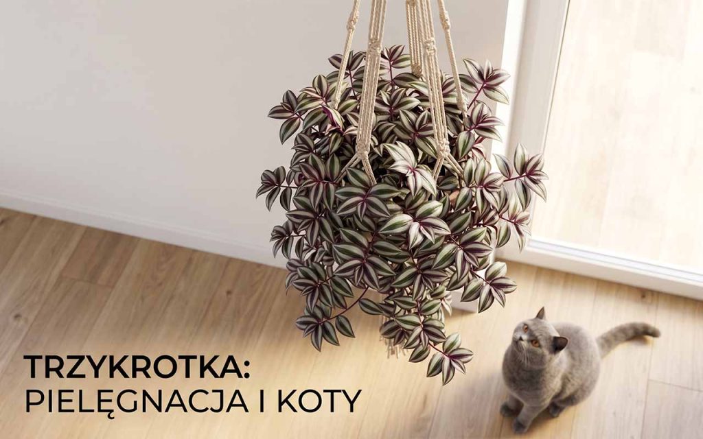 Trzykrotka (Tradescantia): Kompleksowa pielęgnacja, odmiany i stanowisko weterynaryjne