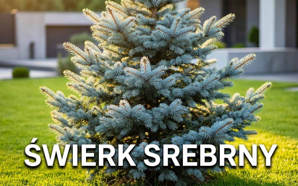 Świerk srebrny (kłujący) – kompletny poradnik uprawy