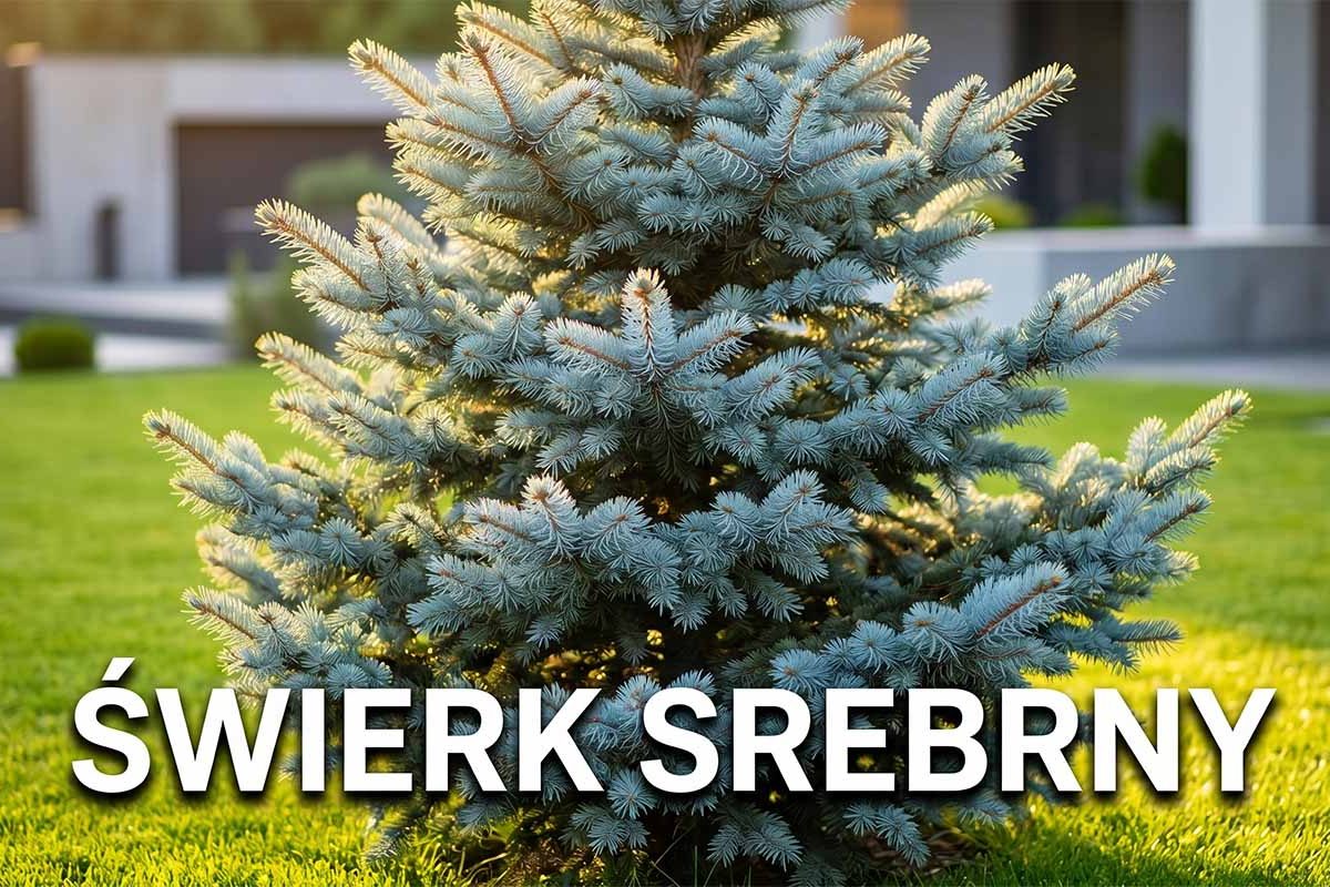 Świerk srebrny (kłujący) – kompletny poradnik uprawy