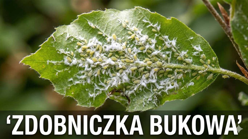 Zdobniczka bukowa – rozpoznawanie, zapobieganie i profesjonalne zwalczanie