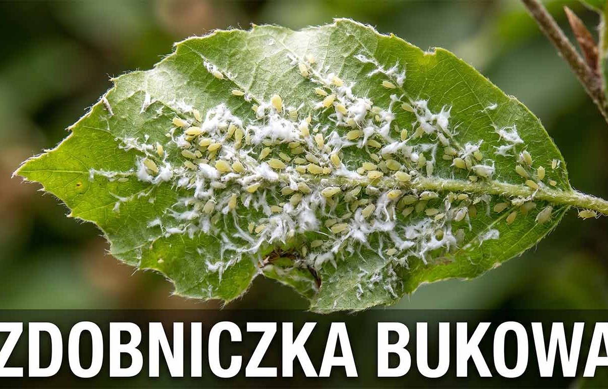 Zdobniczka bukowa – rozpoznawanie, zapobieganie i profesjonalne zwalczanie