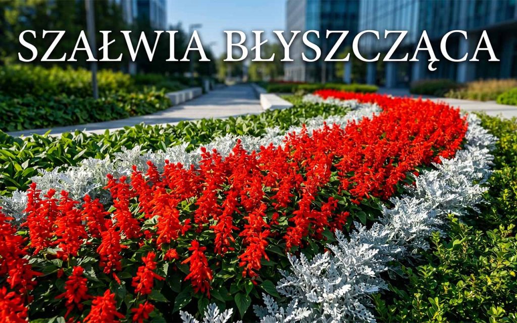 Szałwia błyszcząca – zasady uprawy, rozsada i najpiękniejsze odmiany