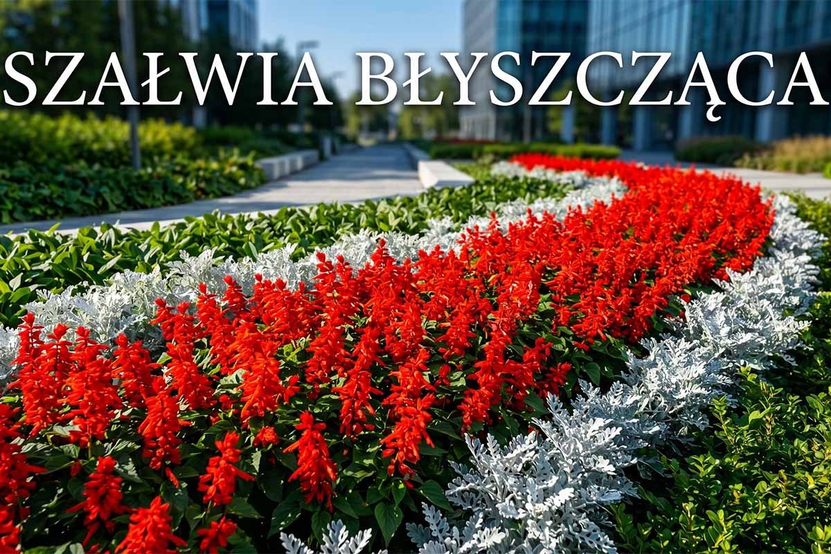Szałwia błyszcząca – zasady uprawy, rozsada i najpiękniejsze odmiany