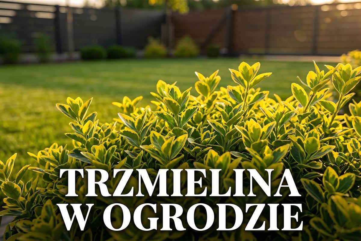 Trzmielina: zasady i prawidłowa trzmielina pielęgnacja