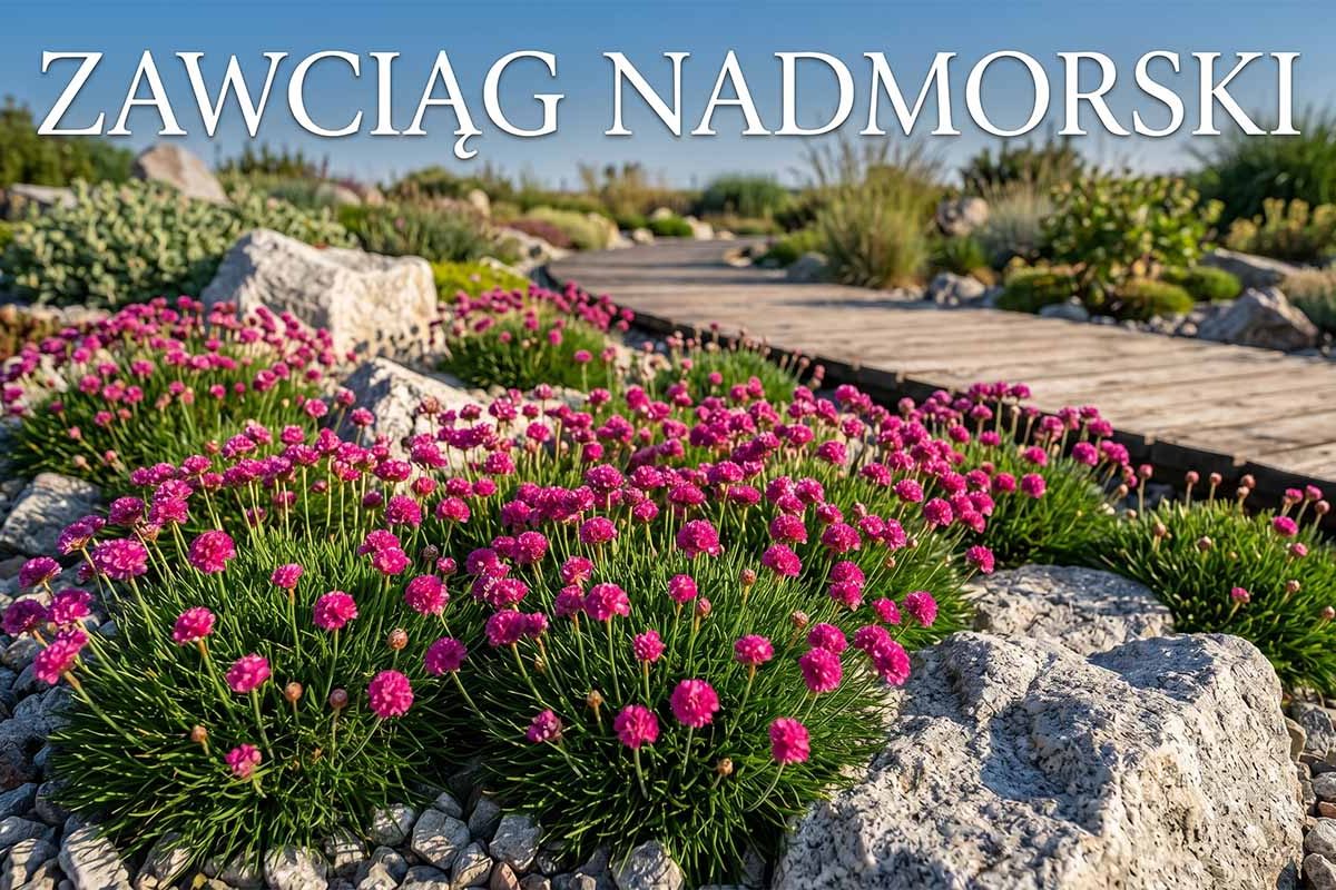 Zawciąg nadmorski – charakterystyka, uprawa i pielęgnacja w ogrodzie