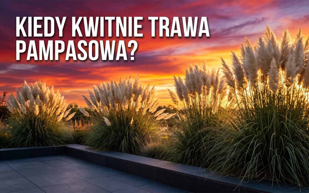 Kiedy kwitnie trawa pampasowa – przewodnik po uprawie