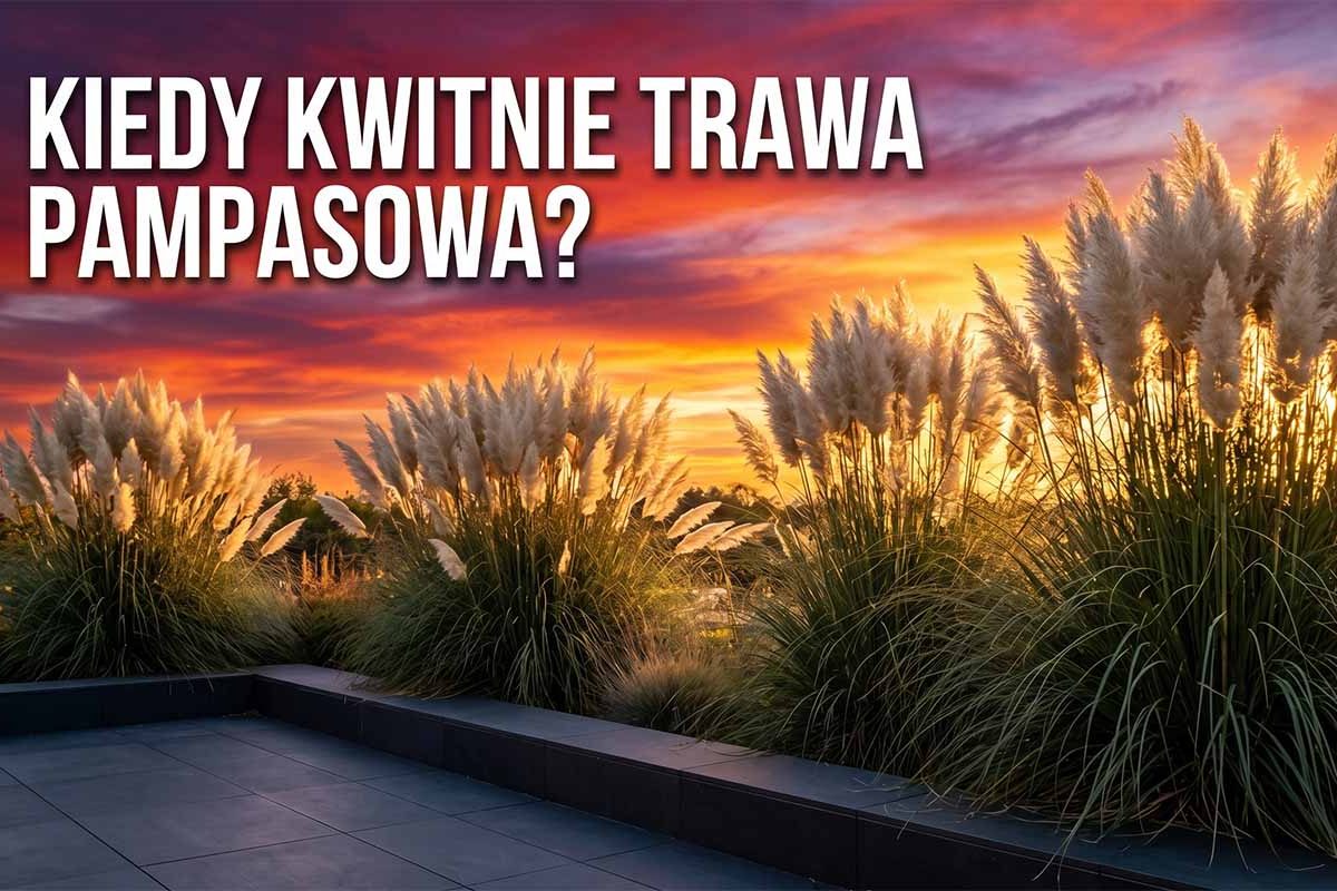 Kiedy kwitnie trawa pampasowa – przewodnik po uprawie