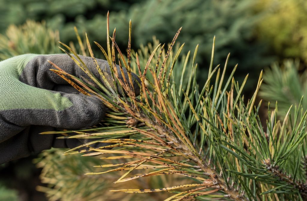 Osutka sosny i inne choroby iglaków