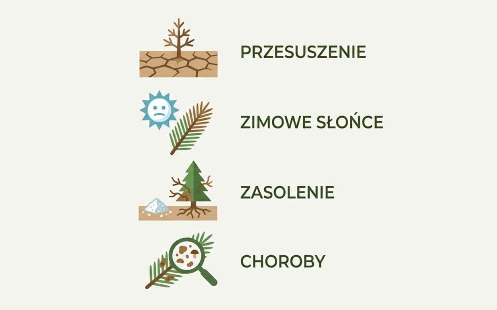 Iglaki do ogrodu — dobór, sadzenie i pielęgnacja