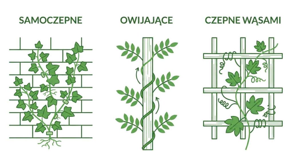 Pnącza do ogrodu — na pergolę, płot i ścianę