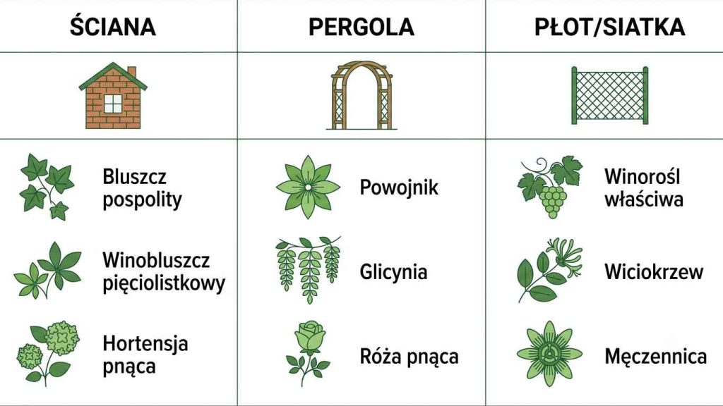 Pnącza do ogrodu — na pergolę, płot i ścianę