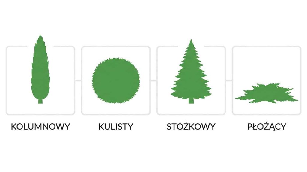 Iglaki do ogrodu — dobór, sadzenie i pielęgnacja