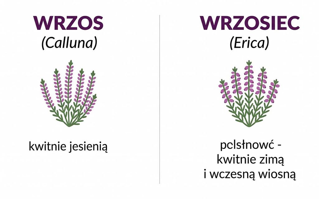 Wrzosy i wrzośce — uprawa, pielęgnacja i zakładanie wrzosowiska