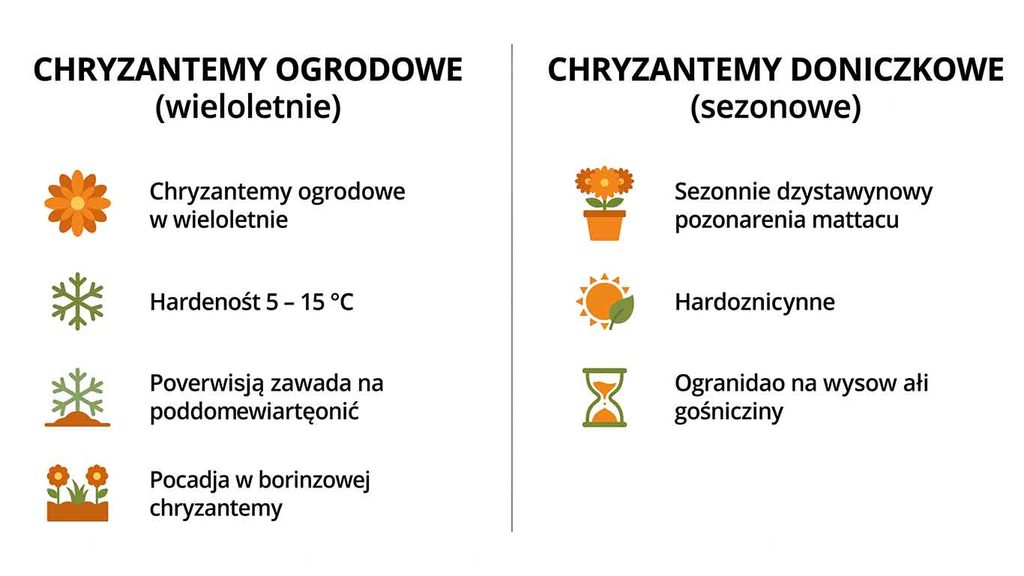 Chryzantemy — uprawa, pielęgnacja i zimowanie jesiennych królowych ogrodu